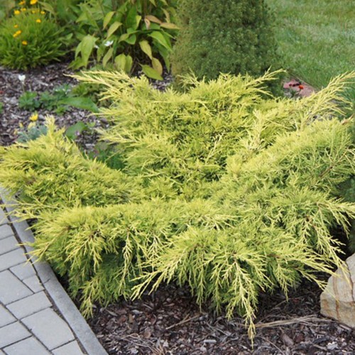 Juniperus x pfitzeriana 'Aurea' - Pfitzeri kadakas 'Aurea' C2/2L Juniperus x pfitzeriana 'Aurea' - Pfitzeri kadakas 'Aurea' C2/2L